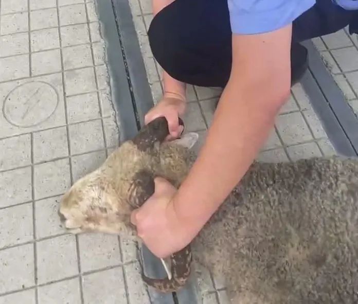 汉口街头上演“羊在囧途”，民警秒变羊倌