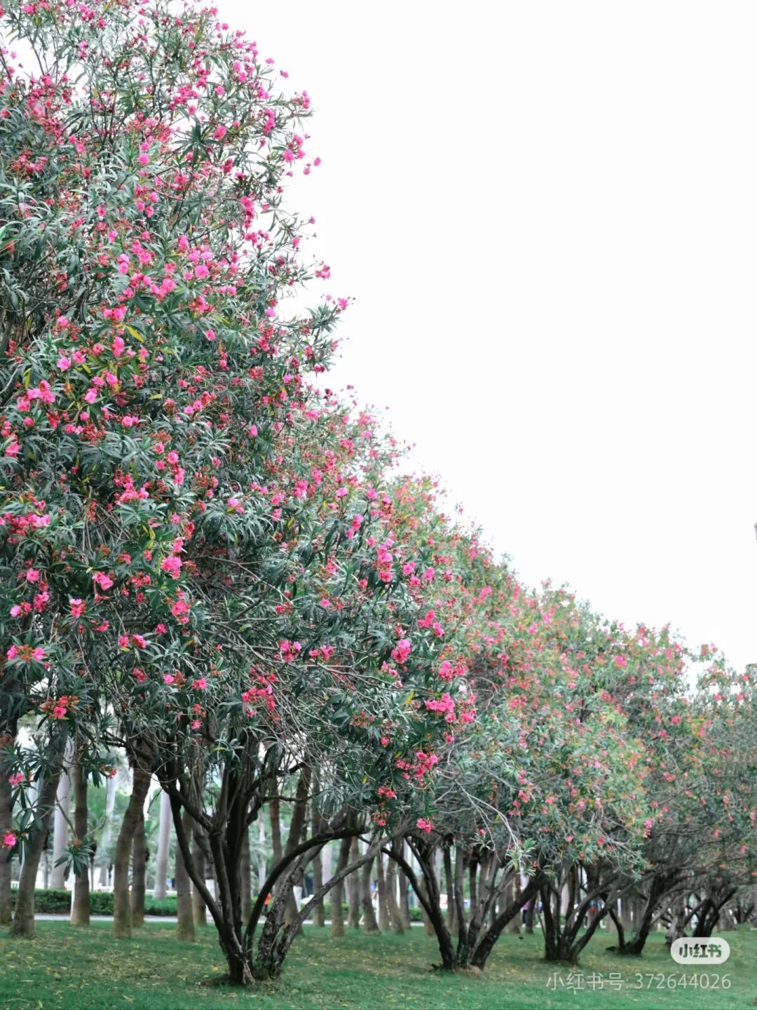 不要摘！这种花已在厦门街头出现！有毒！千万别碰！