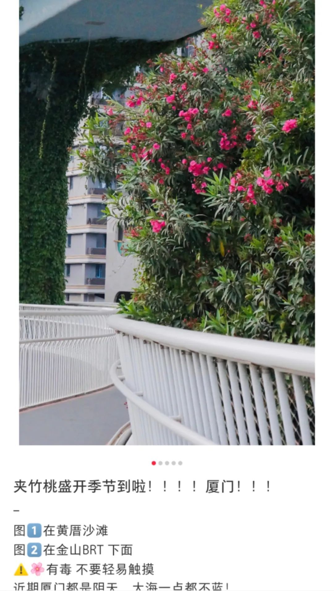 不要摘！这种花已在厦门街头出现！有毒！千万别碰！