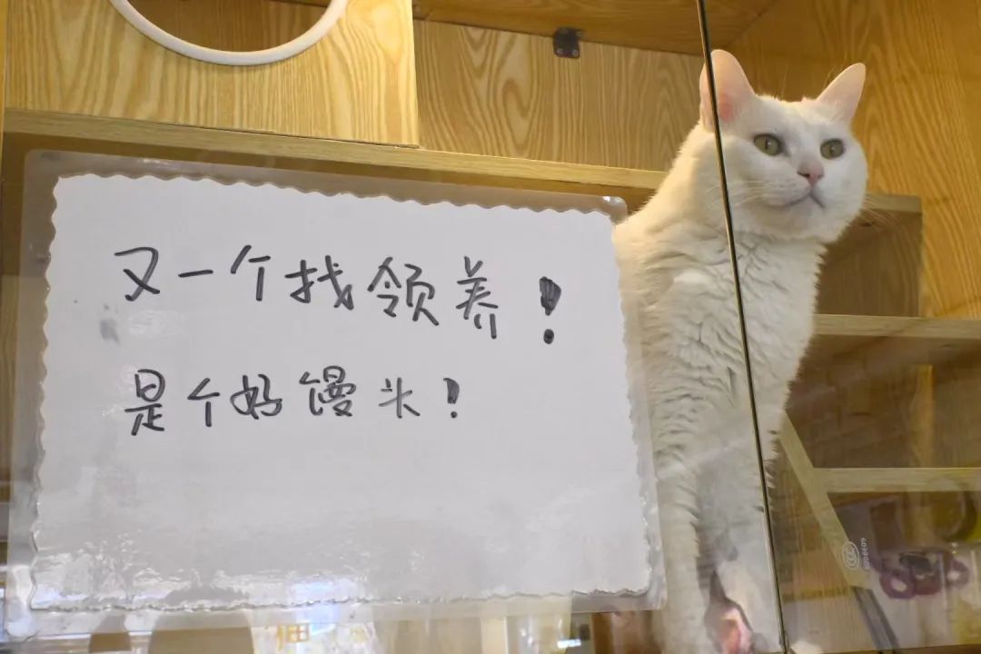 7年救助600多个“毛孩子”，95后北京小伙和他的“平行世界”