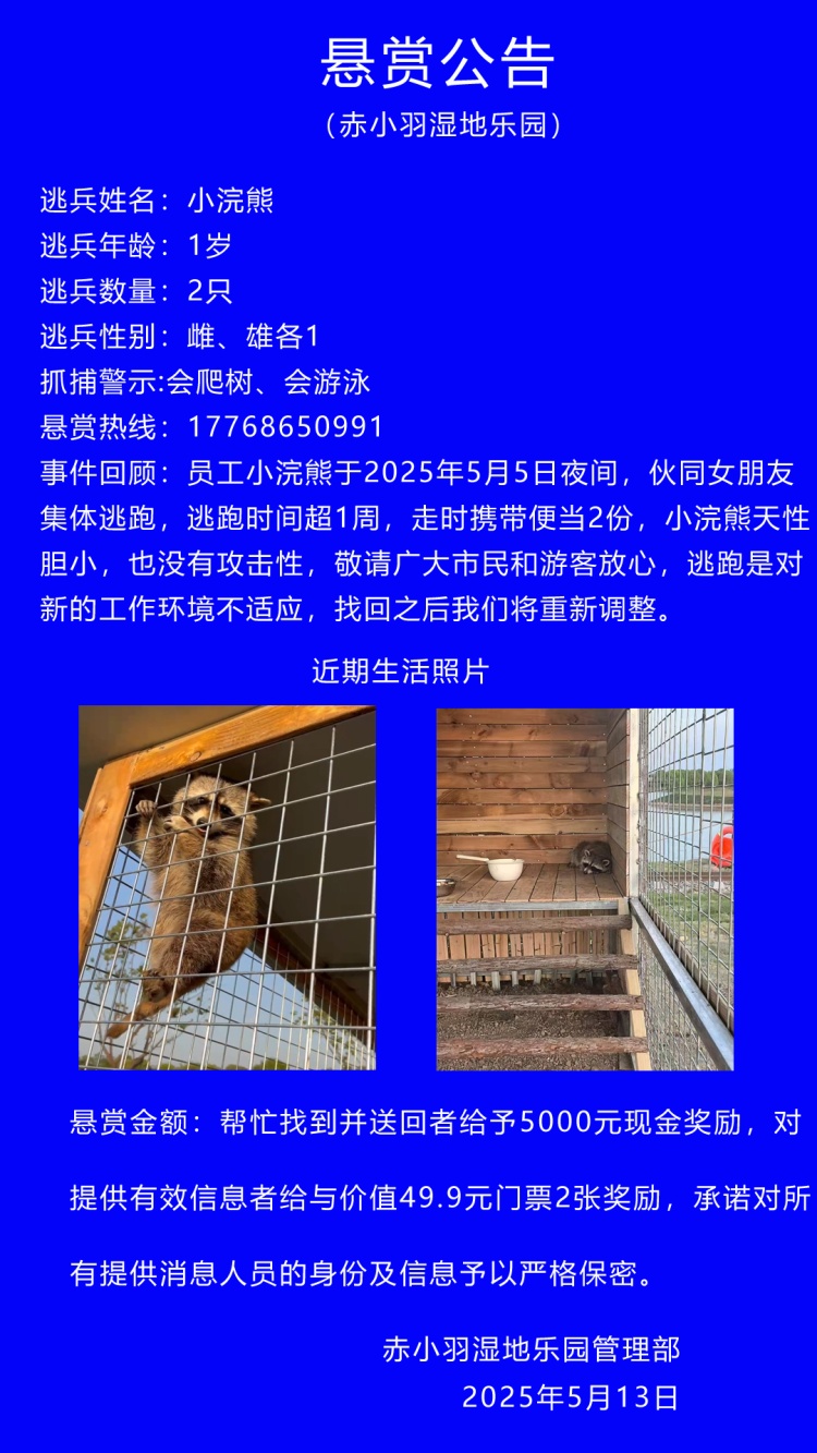 小浣熊伙同“女友”携便当出逃，“看着老实其实在挖洞”！园方：回吧，换大房子了