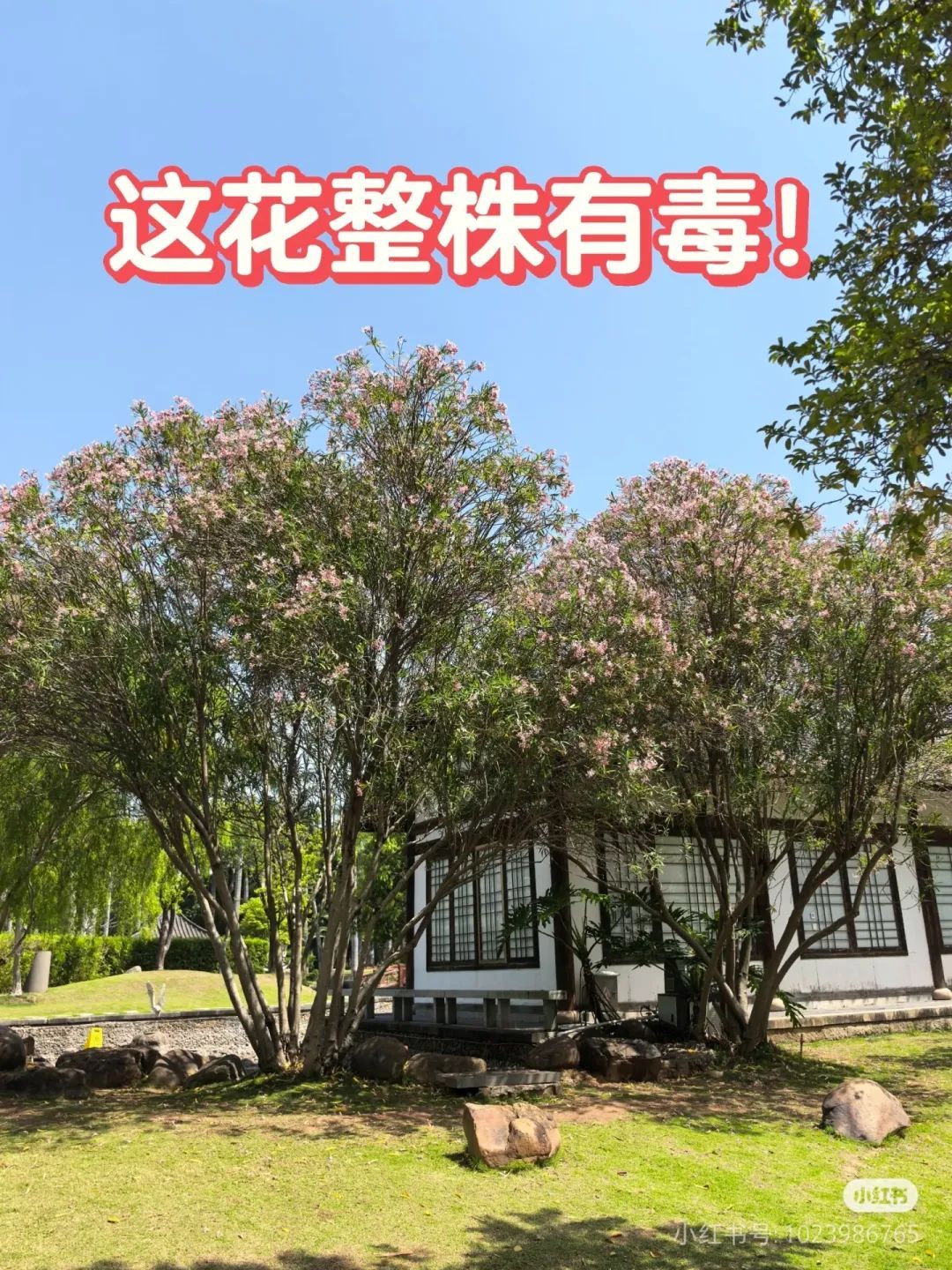 不要摘！这种花已在厦门街头出现！有毒！千万别碰！