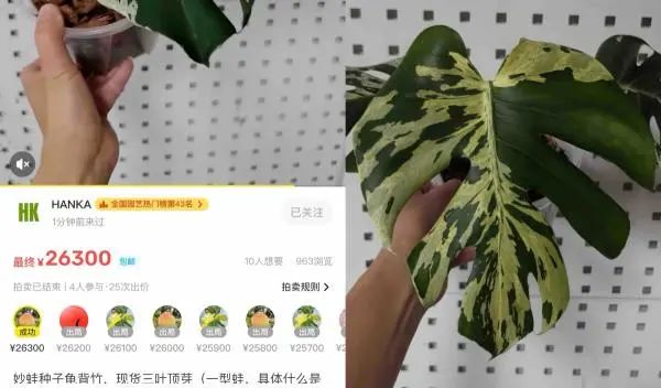 百元入局,万元进阶!在宁波靠卖叶子能赚钱吗? 百元入局,万元进阶!在宁波靠卖叶子能赚钱吗?