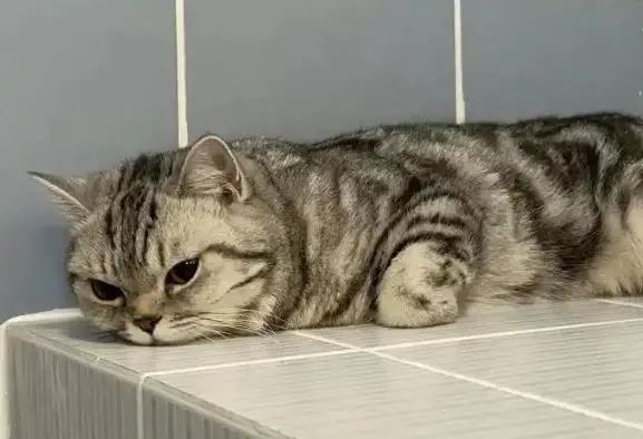 一张“嫌犯照”走红！“暴力袭警”被带走