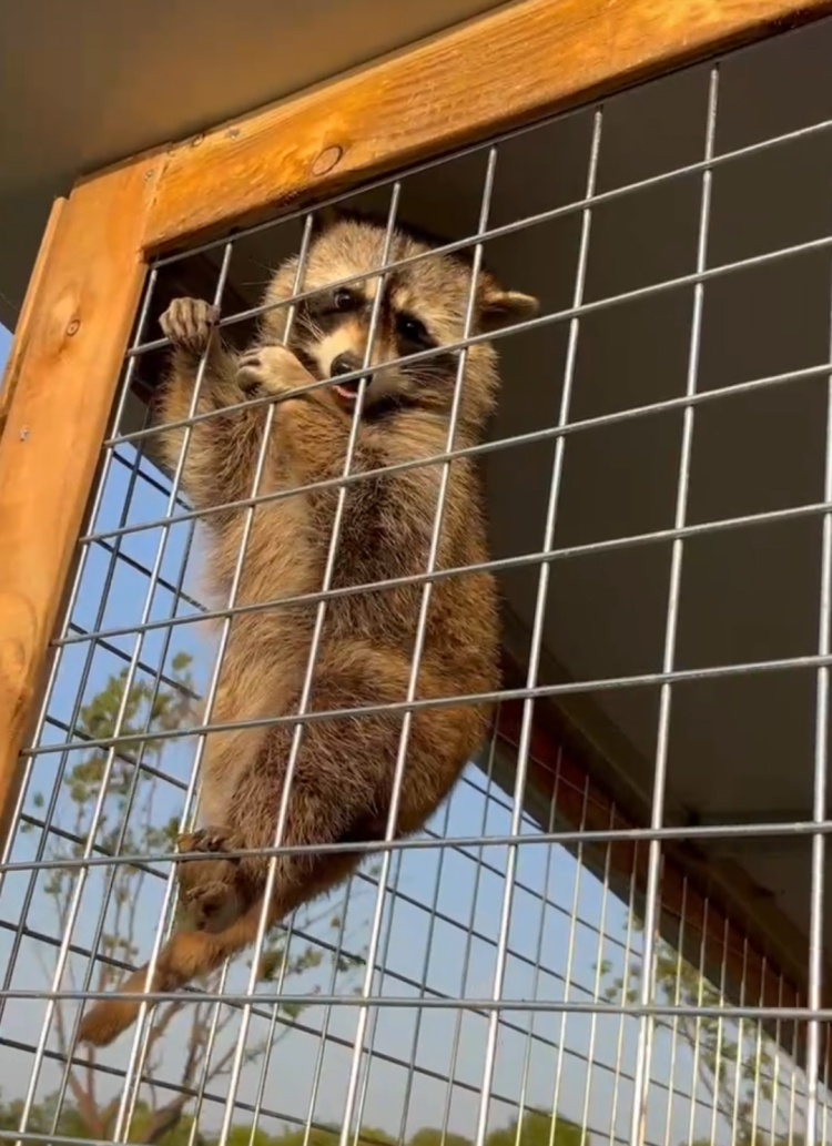 小浣熊伙同“女友”携便当出逃，“看着老实其实在挖洞”！园方：回吧，换大房子了