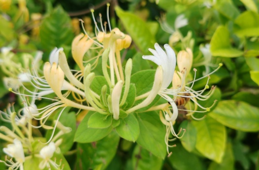 千万不要摘！有人吃了一口被送进抢救室，医生：5到8片足以致命