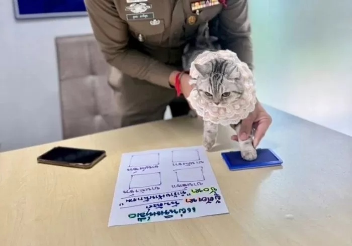 泰国猫咪连环袭警被捕,所拍入案照走红网络 泰国猫咪连环袭警被捕,所拍入案照走红网络