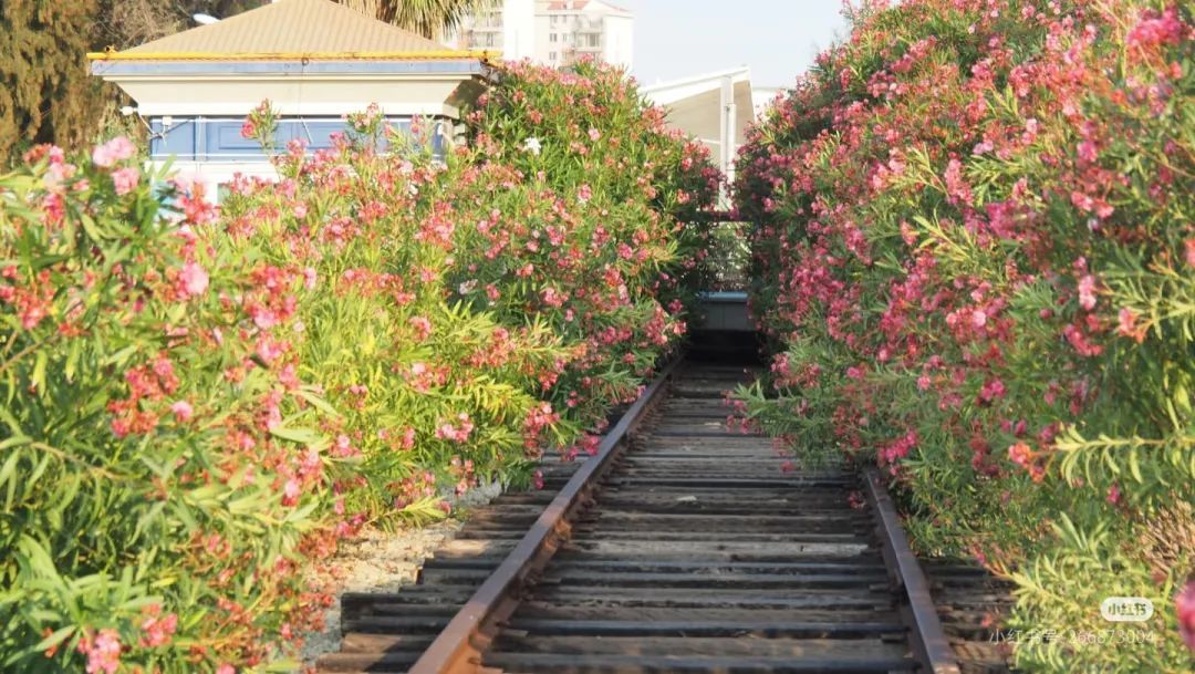 不要摘！这种花已在厦门街头出现！有毒！千万别碰！