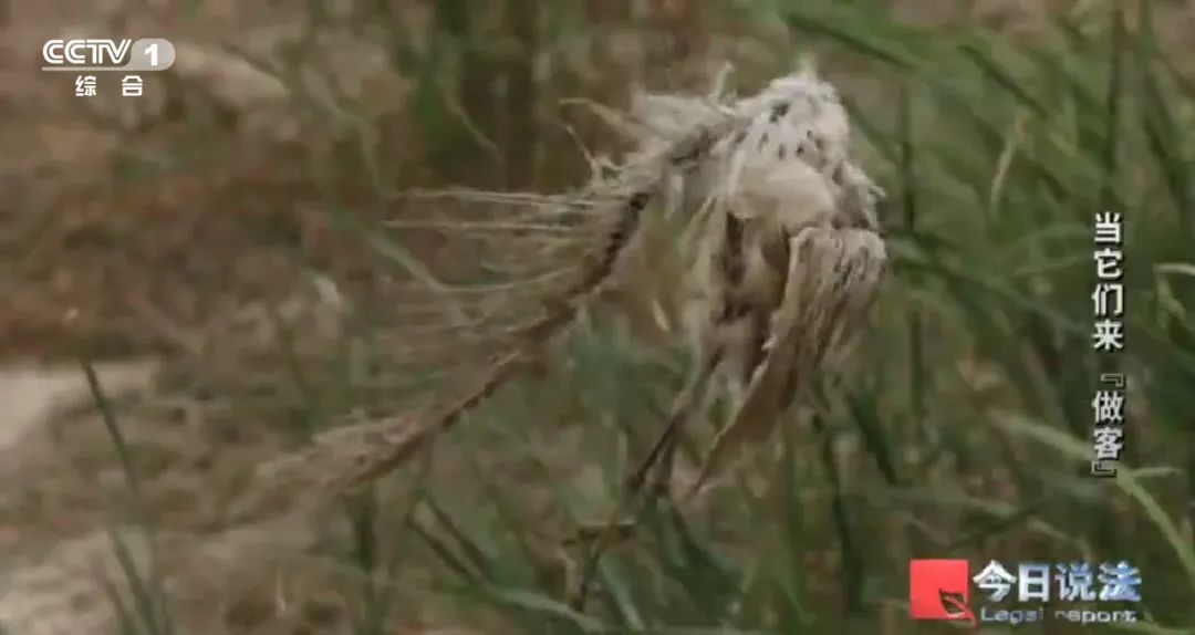 不能捕杀又驱赶不走，损失严重，人鸟“恩怨”如何解？|“国际生物多样性日”特别策划