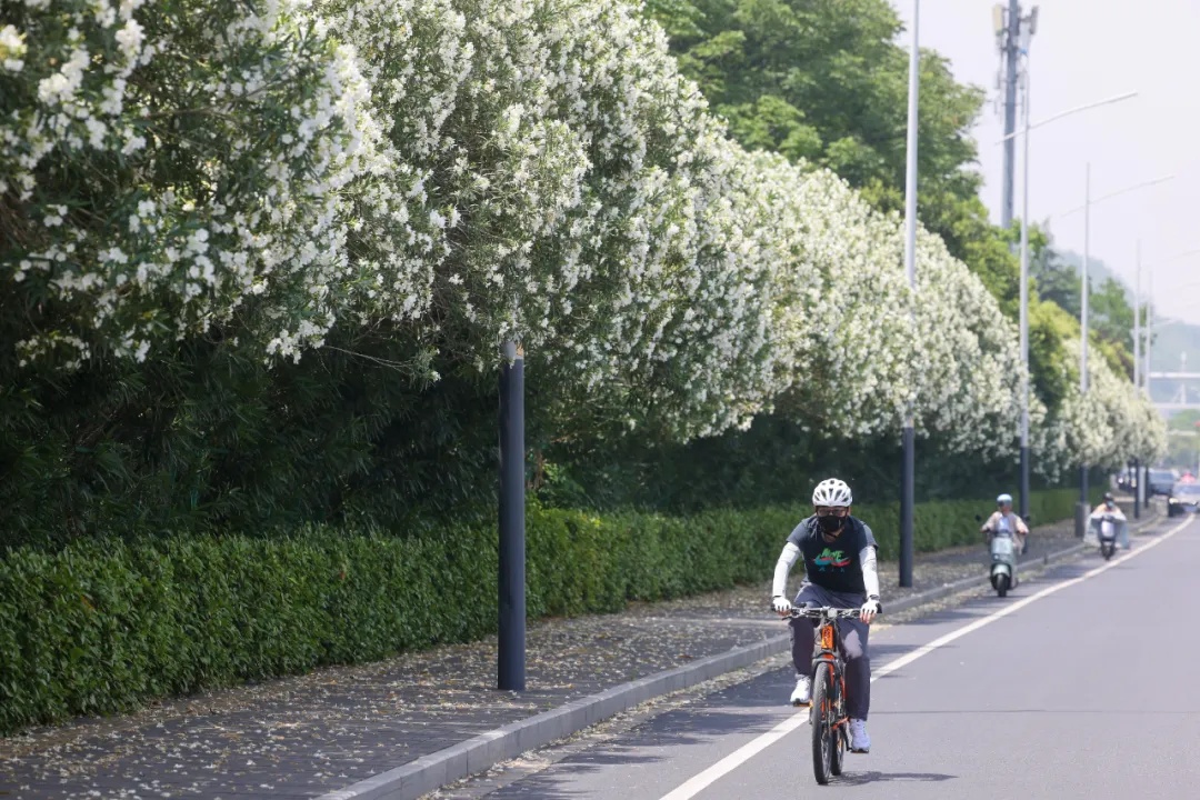 有毒,别乱摘乱碰!街头已出现 有毒,别乱摘乱碰!街头已出现