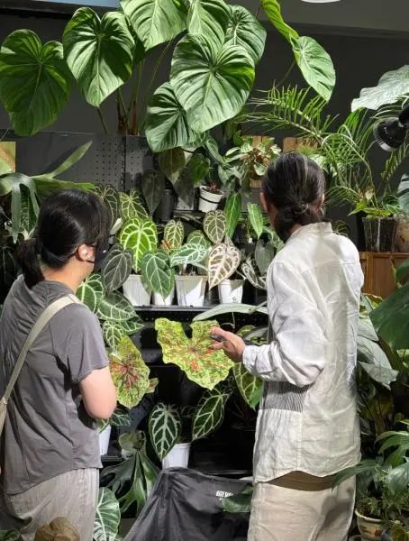 百元入局,万元进阶!在宁波靠卖叶子能赚钱吗? 百元入局,万元进阶!在宁波靠卖叶子能赚钱吗?