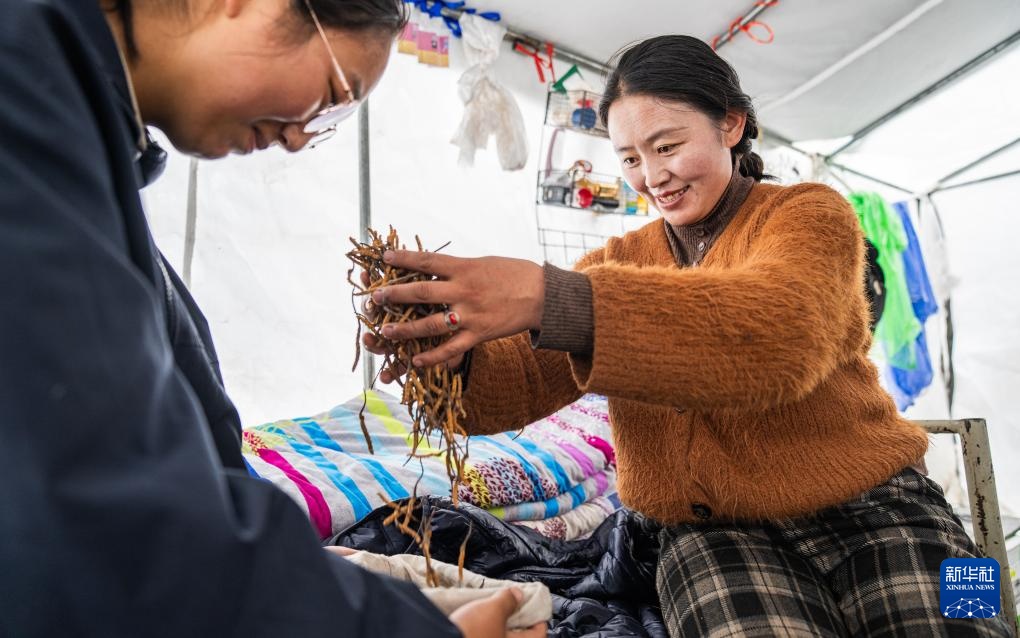 虫草采挖季：雪山前的匍匐寻觅