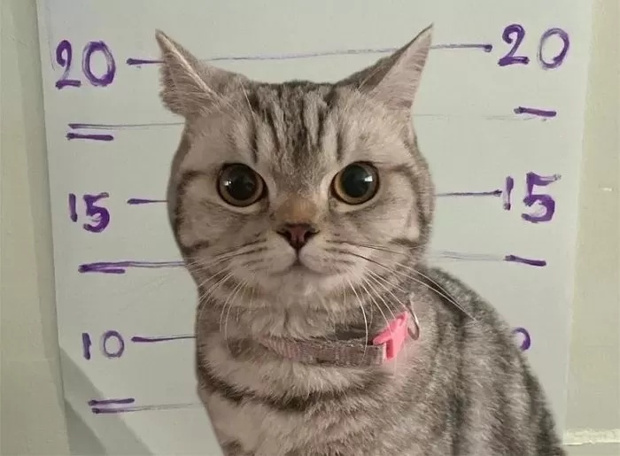 泰国猫咪连环袭警被捕,所拍入案照走红网络 泰国猫咪连环袭警被捕,所拍入案照走红网络