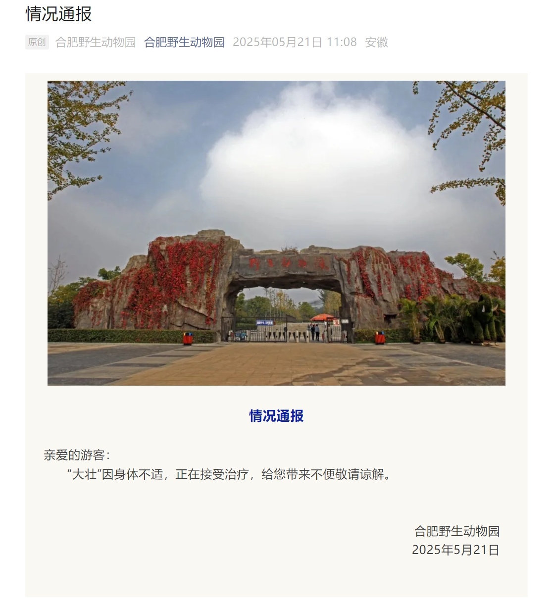 合肥野生动物园:网红黑帽悬猴“大壮”身体不适接受治疗 合肥野生动物园:网红黑帽悬猴“大壮”身体不适接受治疗