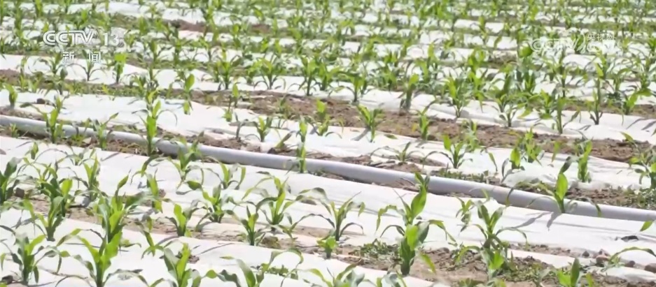 “科学防控+精准服务”各地积极应对旱情 保障高温天气农业生产 “科学防控+精准服务”各地积极应对旱情 保障高温天气农业生产