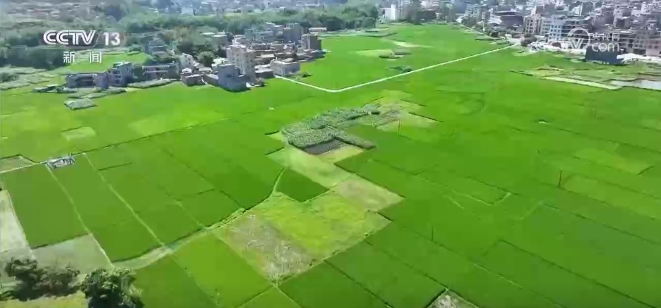 冬小麦从南到北陆续进入收获期 良种配良法绘就田野好“丰”景