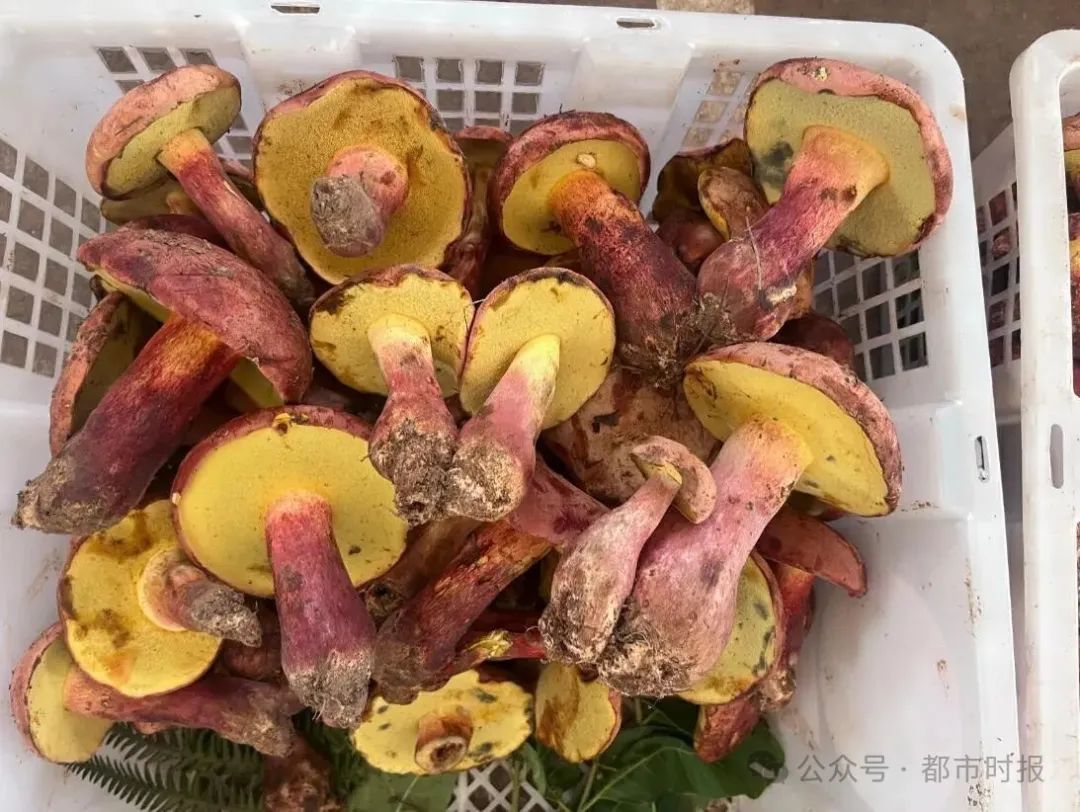 1000元→150元！昆明市场这种野生菌价格大跳水