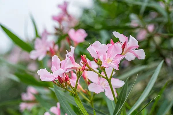 别碰!别碰!别碰!上海最近很常见…毒性很大,暗藏致命危险 别碰!别碰!别碰!上海最近很常见…毒性很大,暗藏致命危险