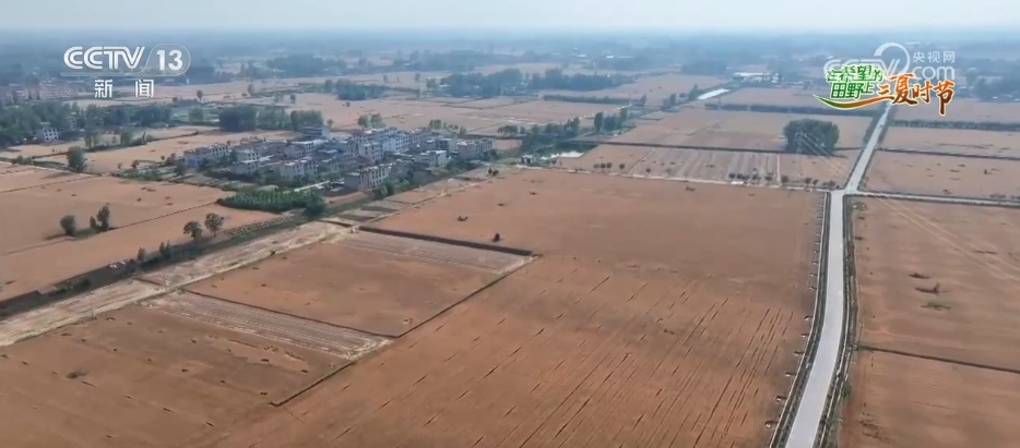 冬小麦从南到北陆续进入收获期 良种配良法绘就田野好“丰”景