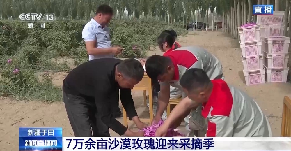 塔克拉玛干沙漠“锁边合龙”时种植的玫瑰花开了