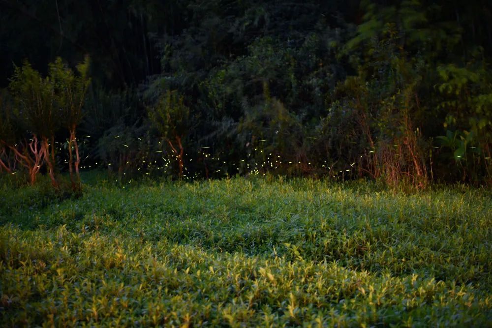 进入活跃期!广州“浪漫萤光秀”上线 进入活跃期!广州“浪漫萤光秀”上线