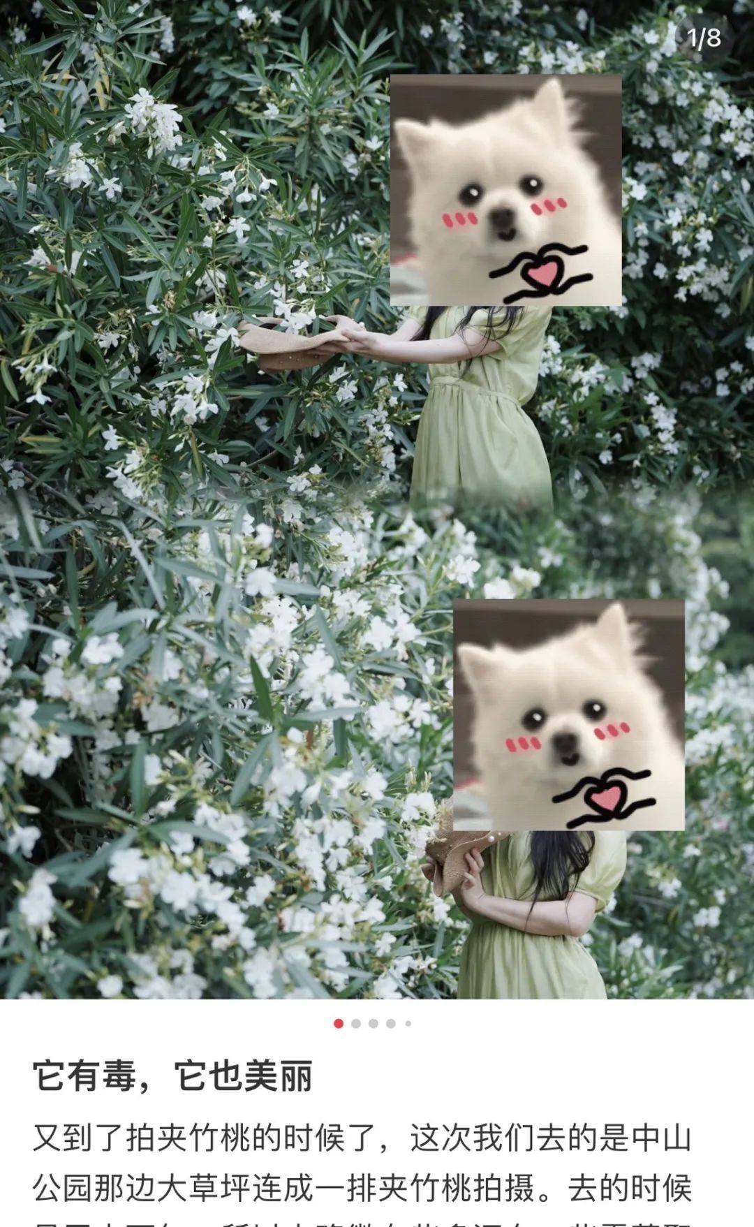 别碰!别碰!别碰!上海最近很常见…毒性很大,暗藏致命危险 别碰!别碰!别碰!上海最近很常见…毒性很大,暗藏致命危险