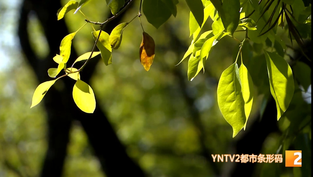 雷电、大风、冰雹、短时强降水……云南这些地方今夜开启“降雨模式”! 雷电、大风、冰雹、短时强降水……云南这些地方今夜开启“降雨模式”!