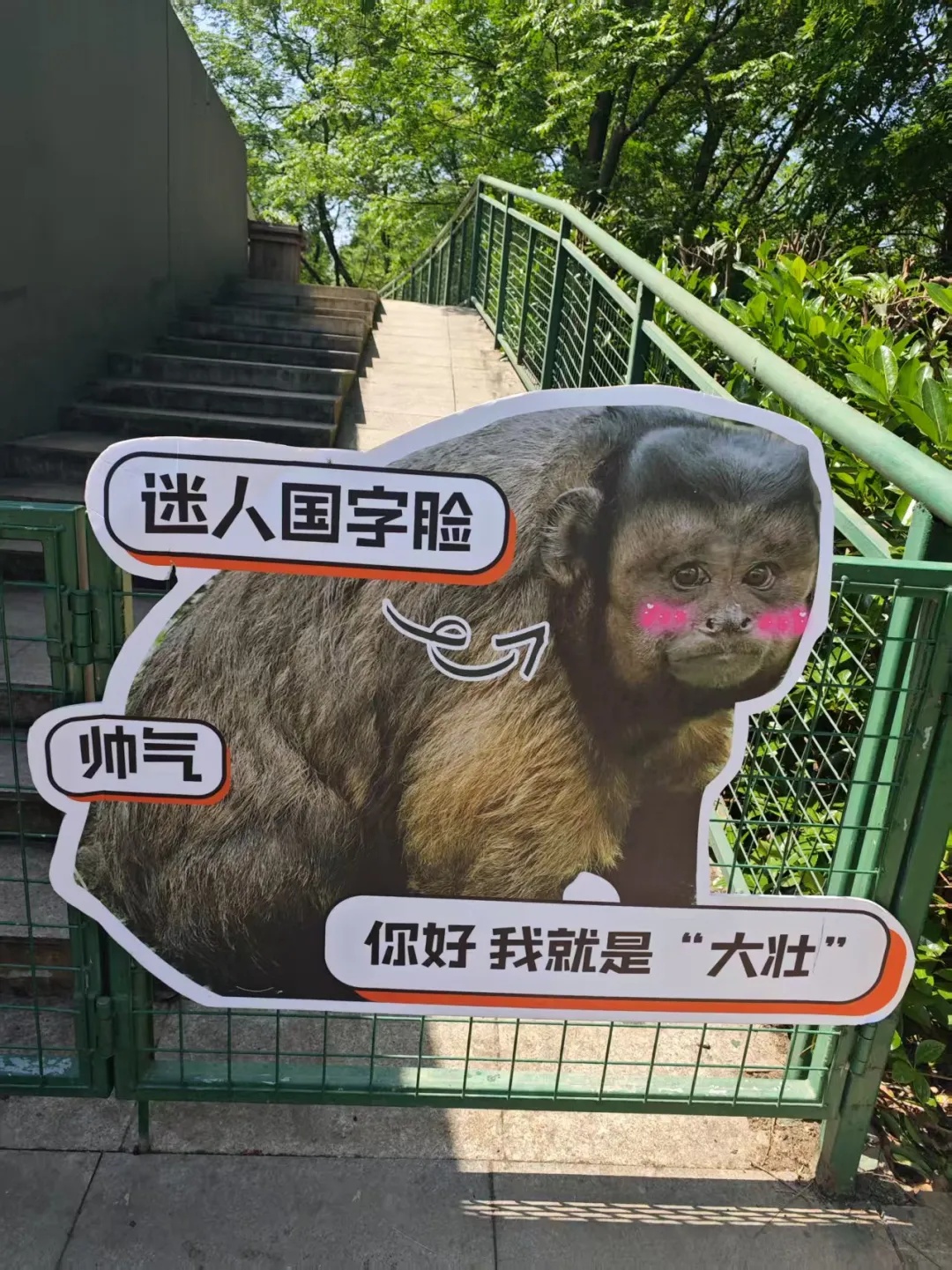 网红“大壮”生病了!合肥野生动物园情况通报 网红“大壮”生病了!合肥野生动物园情况通报