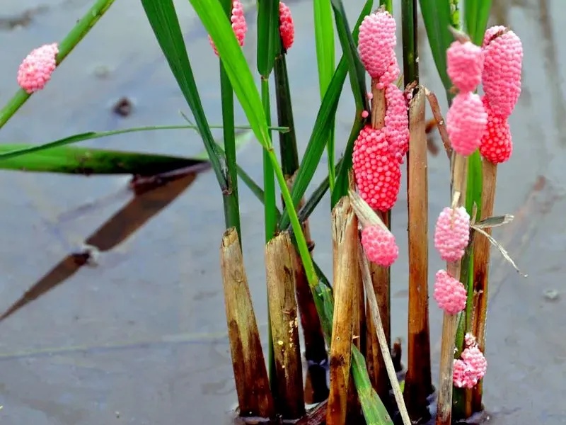 别吃!寄生虫多达上千条!多地正大量出现,看到立刻上报 别吃!寄生虫多达上千条!多地正大量出现,看到立刻上报