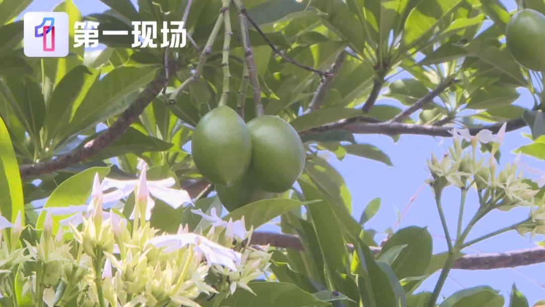 剧毒！别碰！别摘！别吃！