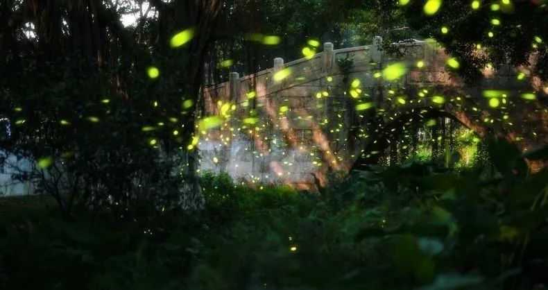 进入活跃期!广州“浪漫萤光秀”上线 进入活跃期!广州“浪漫萤光秀”上线