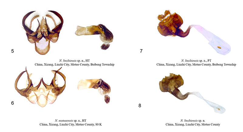 西藏发现毒蛾亚科2种新物种 西藏发现毒蛾亚科2种新物种