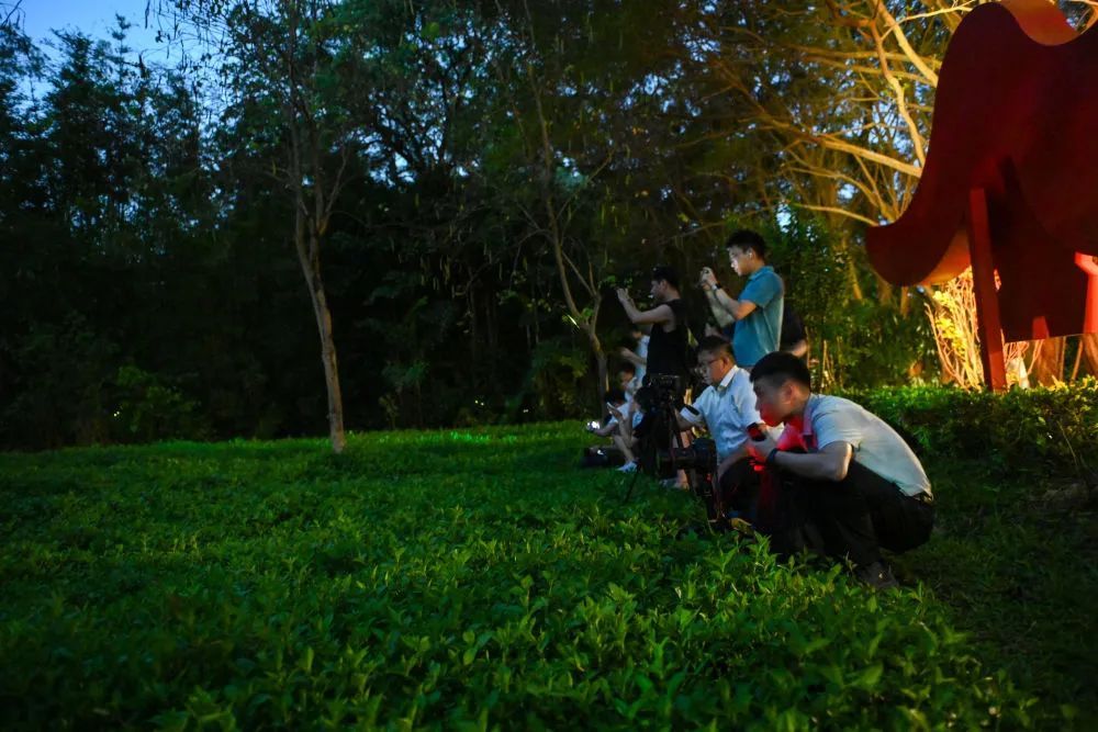 进入活跃期!广州“浪漫萤光秀”上线 进入活跃期!广州“浪漫萤光秀”上线