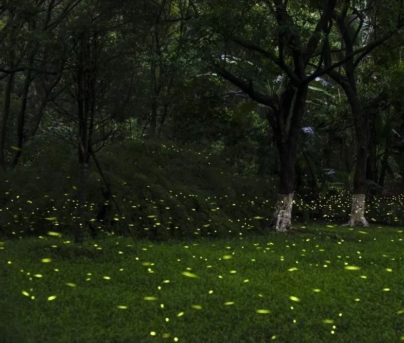 进入活跃期!广州“浪漫萤光秀”上线 进入活跃期!广州“浪漫萤光秀”上线