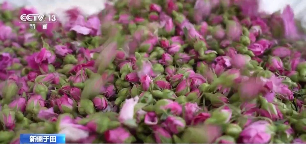 塔克拉玛干沙漠“锁边合龙”时种植的玫瑰花开了