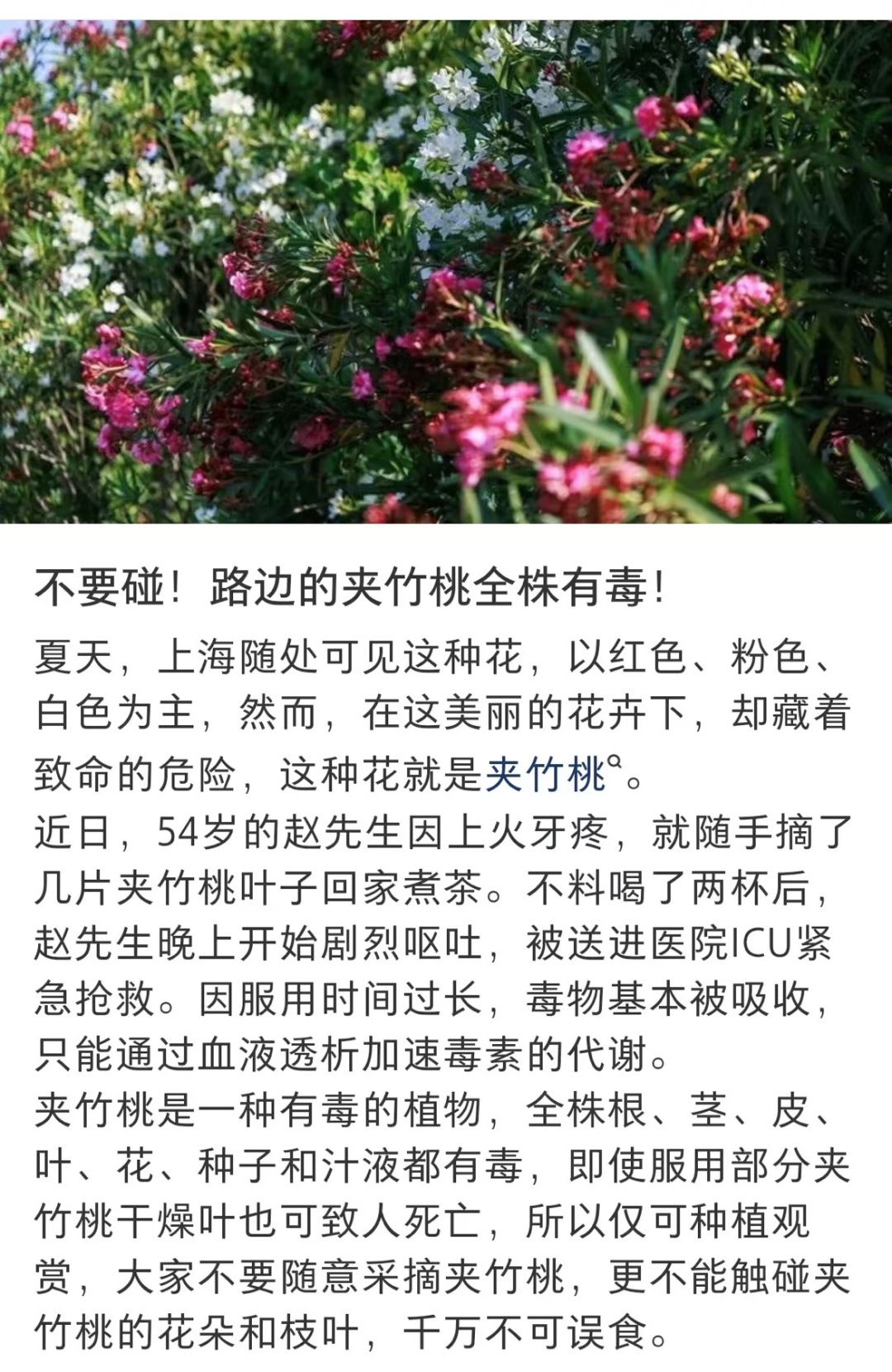 别碰!别碰!别碰!上海最近很常见…毒性很大,暗藏致命危险 别碰!别碰!别碰!上海最近很常见…毒性很大,暗藏致命危险