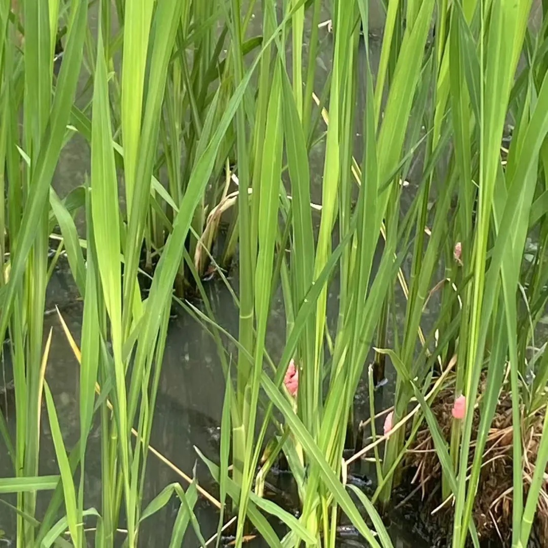 别吃!寄生虫多达上千条!多地正大量出现,看到立刻上报 别吃!寄生虫多达上千条!多地正大量出现,看到立刻上报