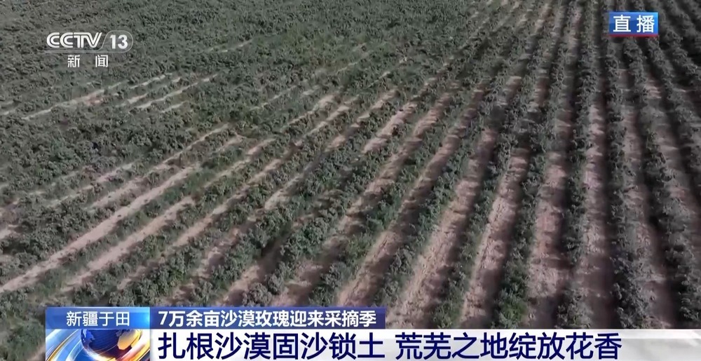 塔克拉玛干沙漠“锁边合龙”时种植的玫瑰花开了