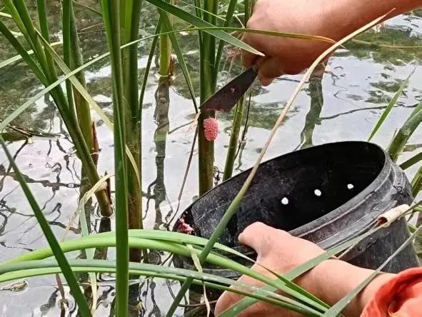 别吃!寄生虫多达上千条!多地正大量出现,看到立刻上报 别吃!寄生虫多达上千条!多地正大量出现,看到立刻上报