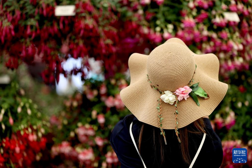 伦敦：切尔西花展正式对公众开放