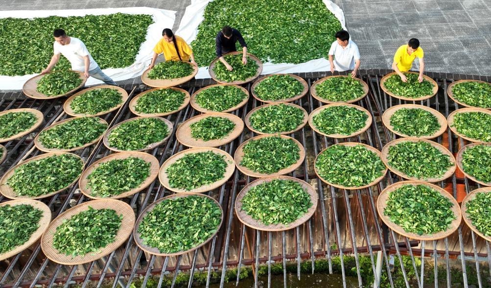 茶有哪些功效？怎么正确喝？看看专家怎么说