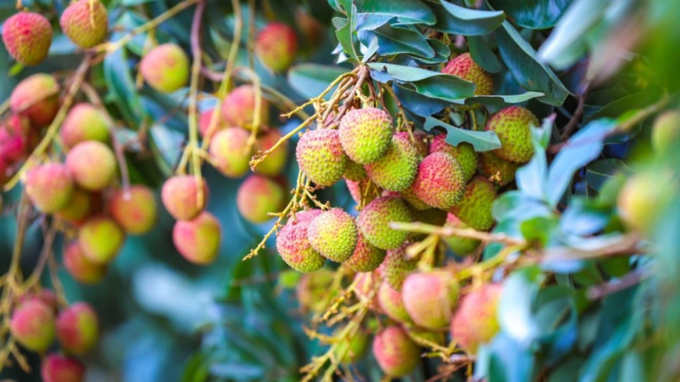 今天起，进入“龙舟水”时期！广东降雨情况预测→