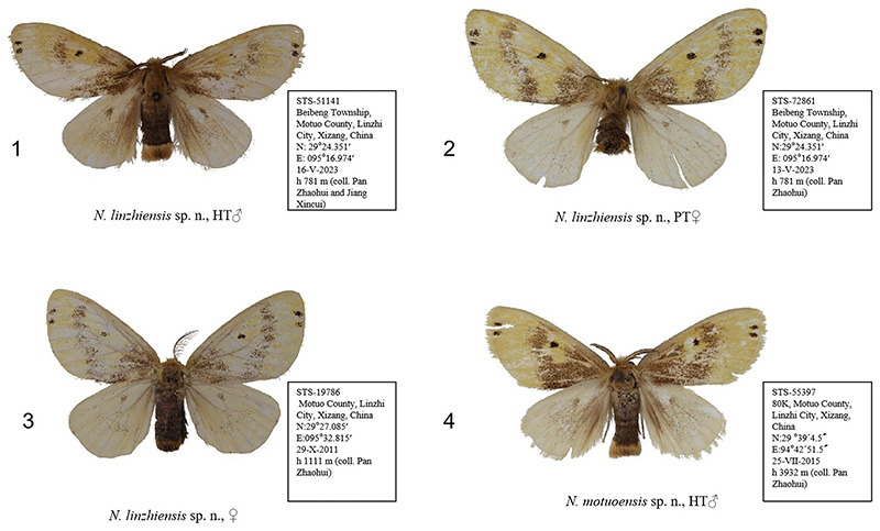 西藏发现毒蛾亚科2种新物种 西藏发现毒蛾亚科2种新物种