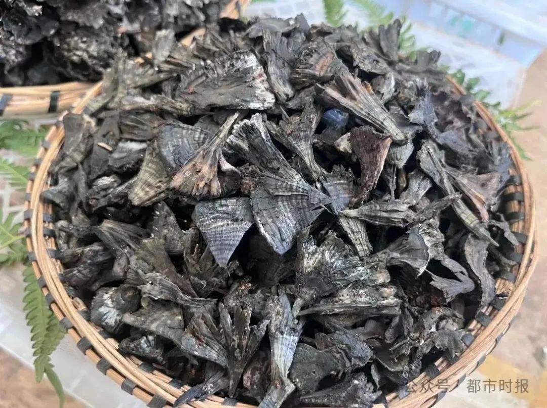 1000元→150元！昆明市场这种野生菌价格大跳水