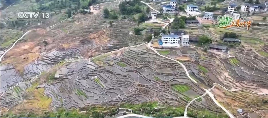 冬小麦从南到北陆续进入收获期 良种配良法绘就田野好“丰”景