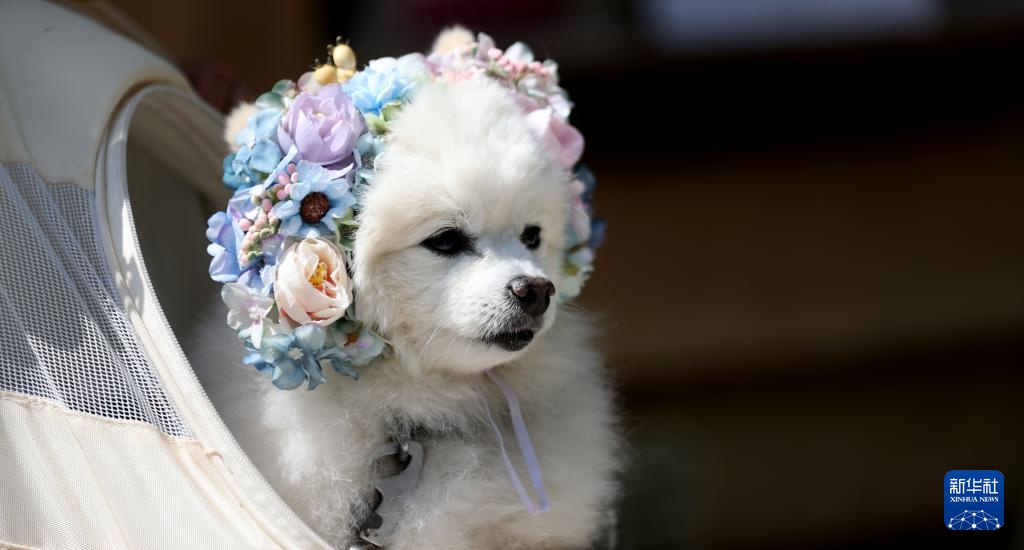 伦敦：切尔西花展正式对公众开放