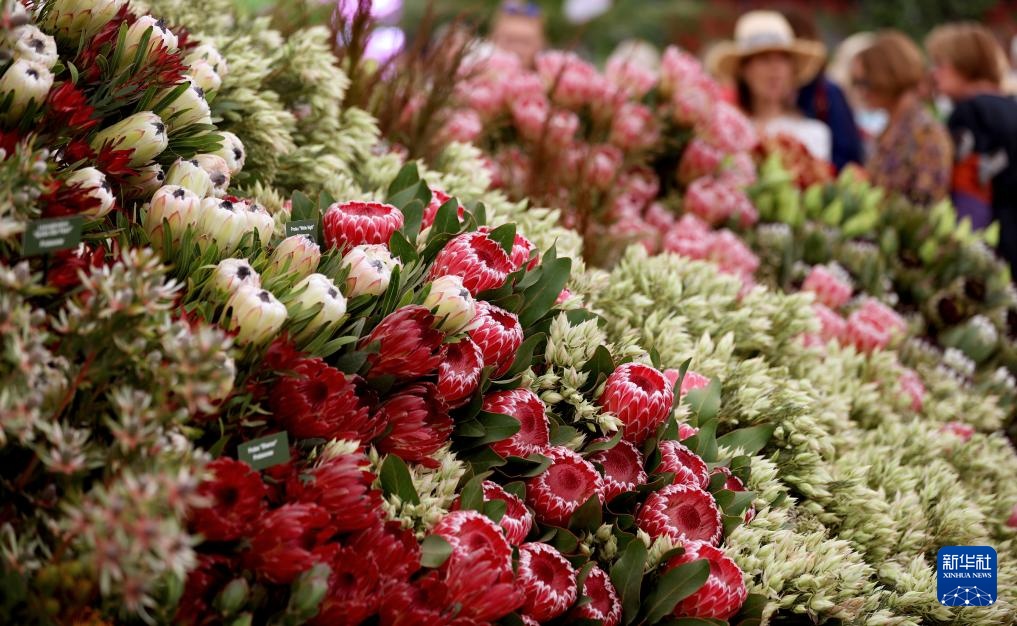 伦敦：切尔西花展正式对公众开放