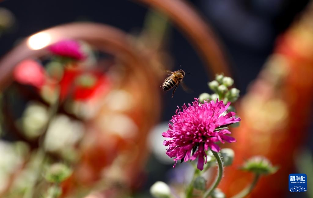 伦敦：切尔西花展正式对公众开放
