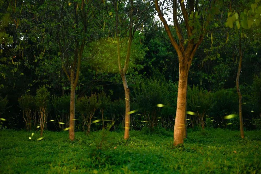 进入活跃期!广州“浪漫萤光秀”上线 进入活跃期!广州“浪漫萤光秀”上线