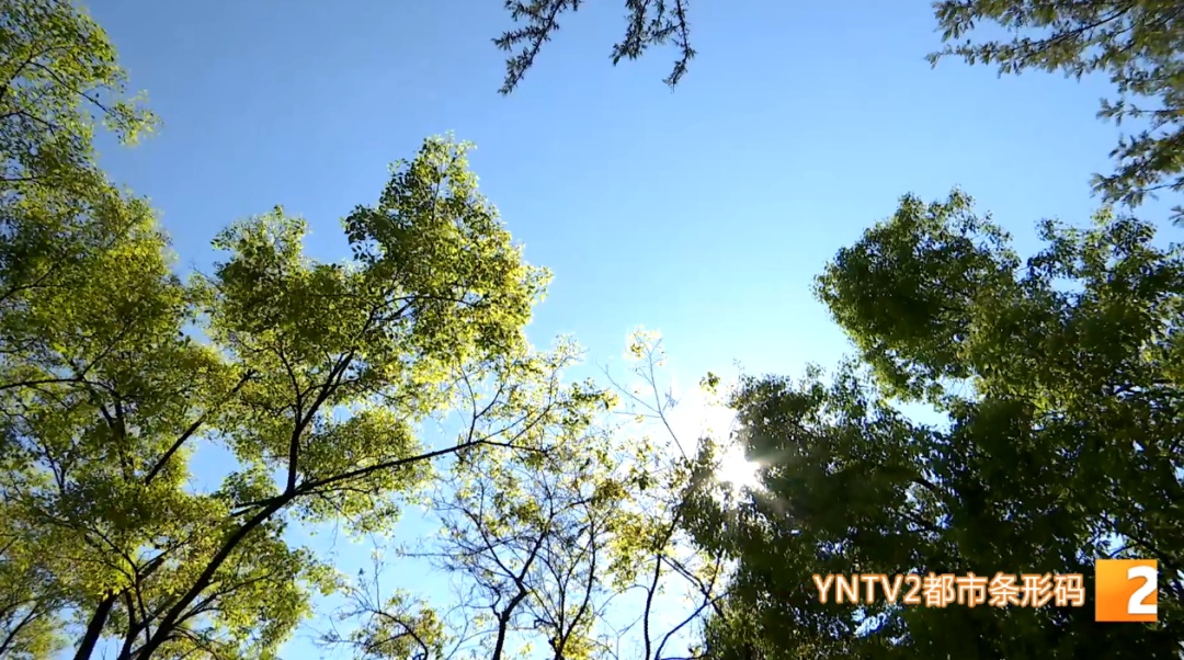 雷电、大风、冰雹、短时强降水……云南这些地方今夜开启“降雨模式”! 雷电、大风、冰雹、短时强降水……云南这些地方今夜开启“降雨模式”!